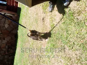 1-3 months Female Purebred German Shepherd