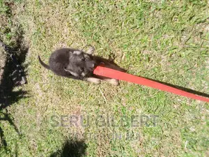 3-6 months Male Purebred German Shepherd