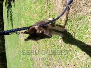 3-6 months Male Purebred German Shepherd