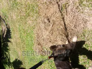 3-6 months Male Purebred German Shepherd