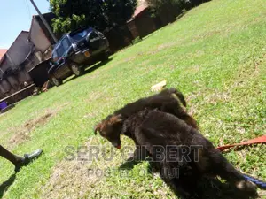 3-6 months Male Purebred German Shepherd