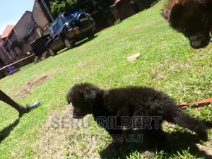 3-6 months Male Purebred German Shepherd