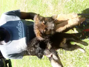 3-6 months Male Purebred German Shepherd