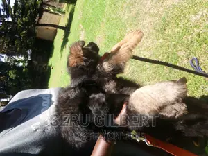 1-3 months Male Purebred German Shepherd