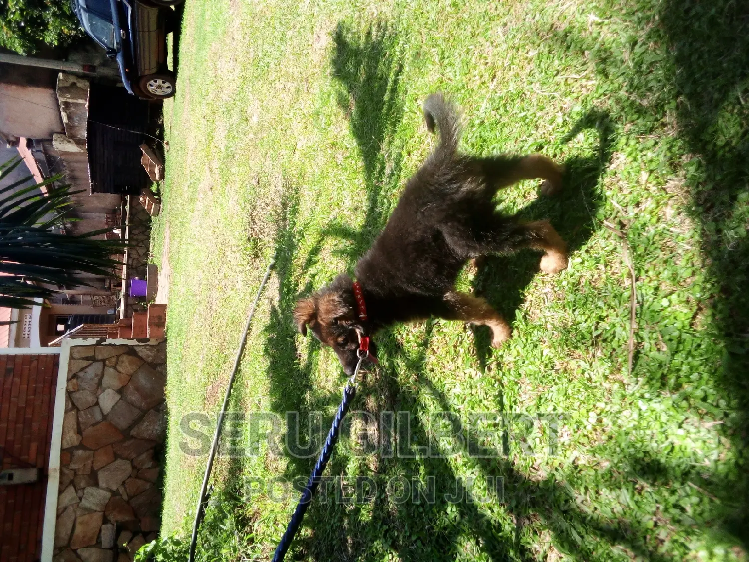 3-6 months Male Purebred German Shepherd
