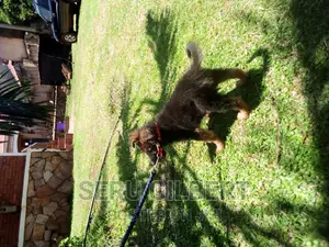 3-6 months Male Purebred German Shepherd