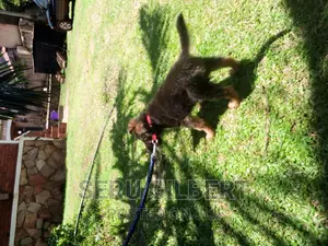 3-6 months Male Purebred German Shepherd