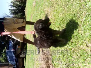 1-3 months Male Purebred German Shepherd
