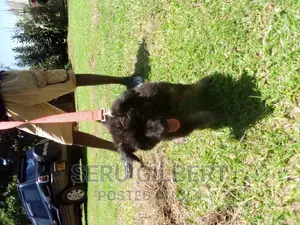 1-3 months Male Purebred German Shepherd
