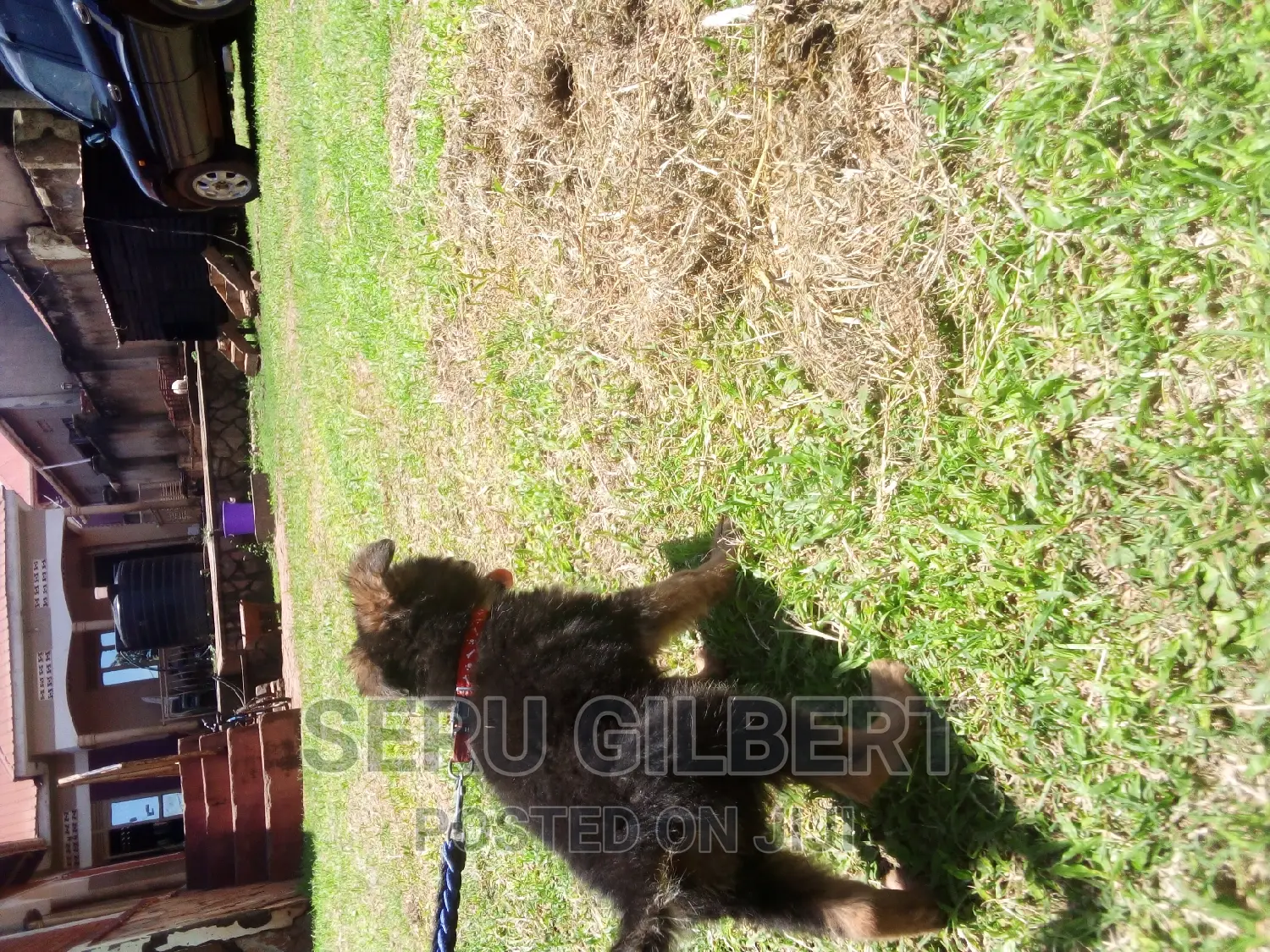3-6 months Male Purebred German Shepherd