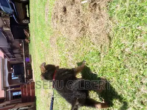 3-6 months Male Purebred German Shepherd