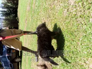 1-3 months Male Purebred German Shepherd