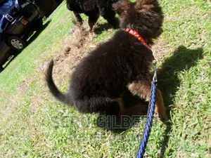 3-6 months Male Purebred German Shepherd