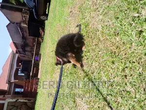 1-3 months Male Purebred German Shepherd