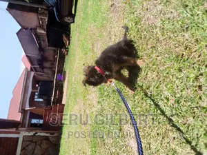 3-6 months Male Purebred German Shepherd