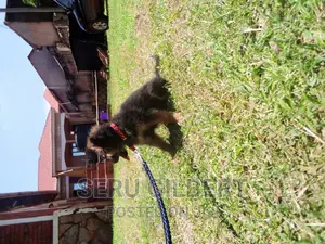 1-3 months Male Purebred German Shepherd