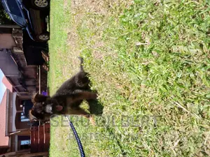 1-3 months Male Purebred German Shepherd