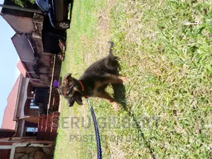 1-3 months Male Purebred German Shepherd
