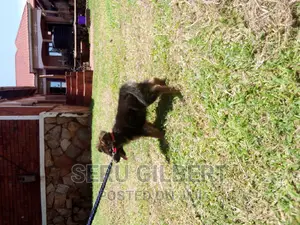 1-3 months Male Purebred German Shepherd