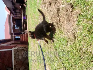 1-3 months Male Purebred German Shepherd