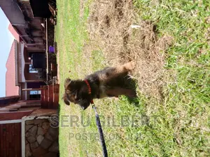 3-6 months Male Purebred German Shepherd