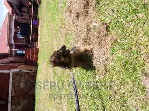 0-1 month Male Purebred German Shepherd