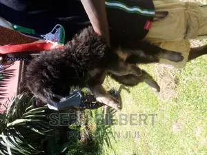 1-3 months Male Purebred German Shepherd
