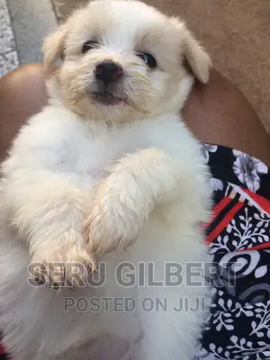 1-3 months Female Purebred Japanese Spitz