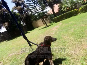 1-3 months Male Purebred German Shepherd