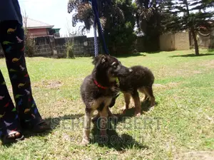 3-6 months Female Purebred German Shepherd