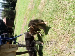 1-3 months Male Purebred German Shepherd