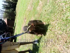 3-6 months Female Purebred German Shepherd