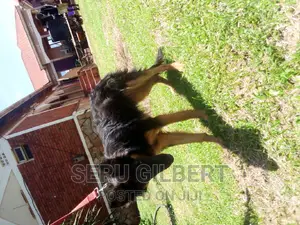 3-6 months Male Purebred German Shepherd