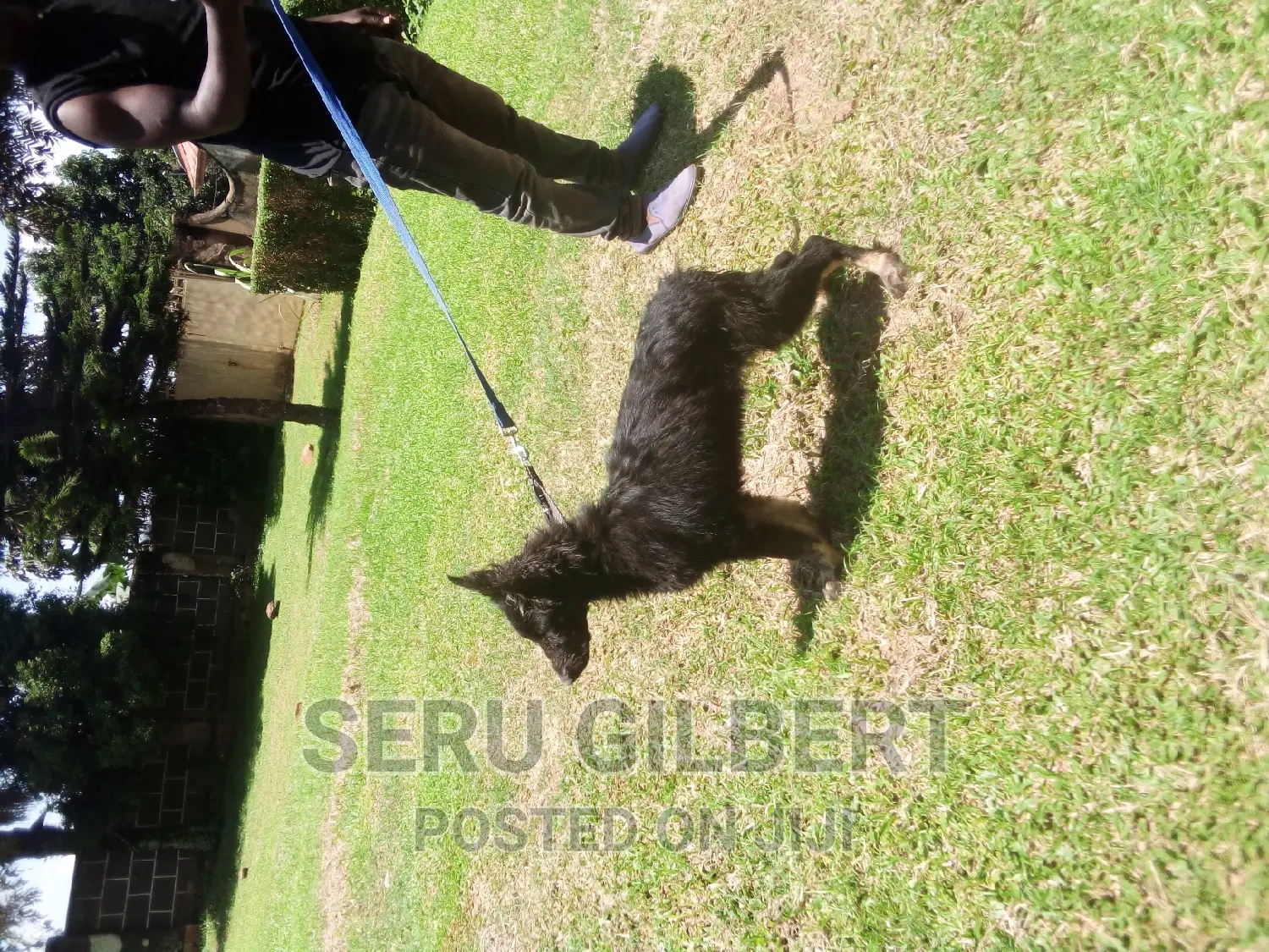 3-6 months Female Purebred German Shepherd