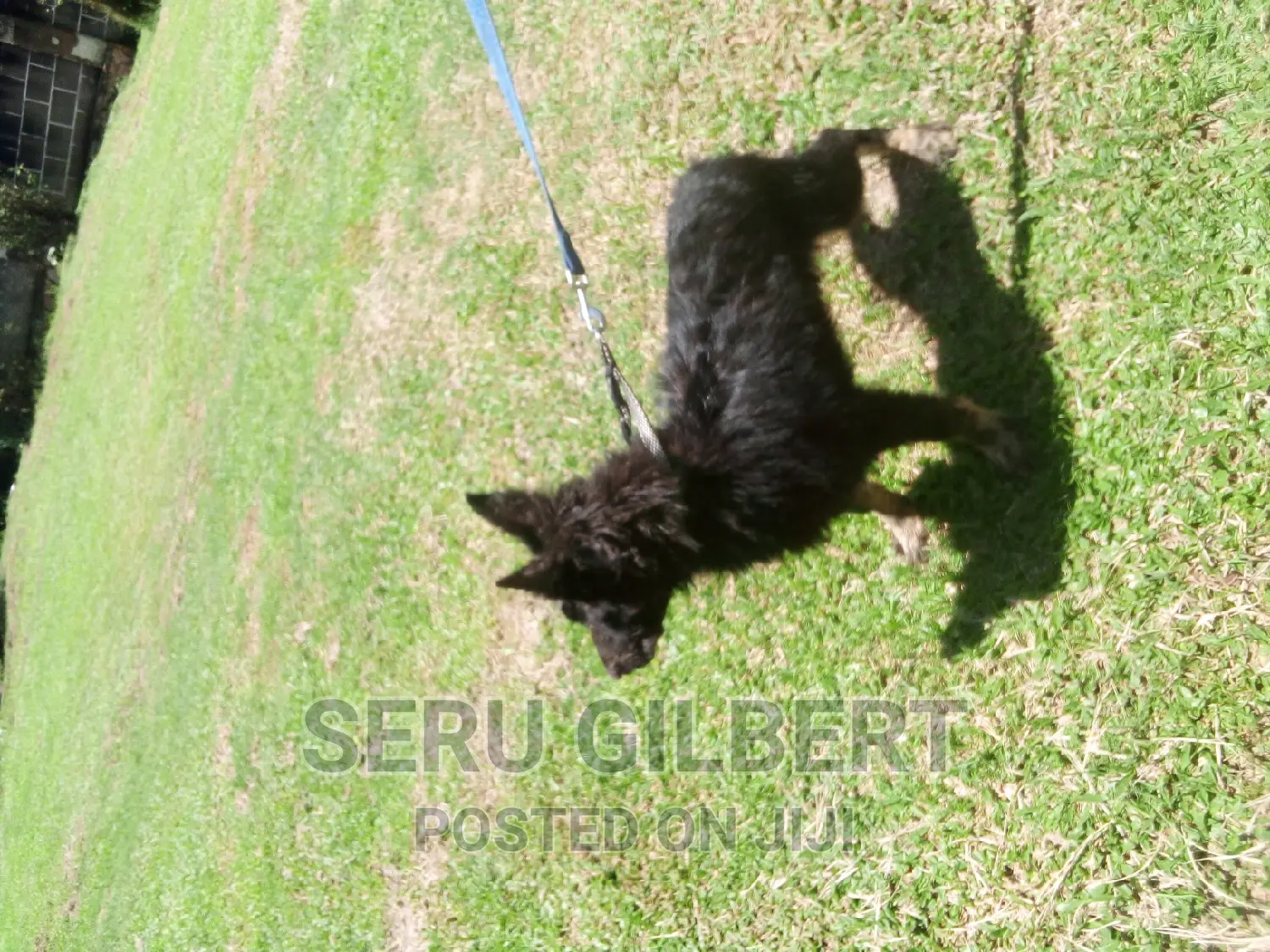 3-6 months Female Purebred German Shepherd