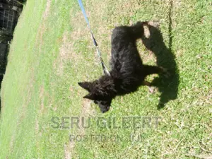 3-6 months Female Purebred German Shepherd