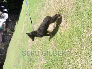3-6 months Female Purebred German Shepherd