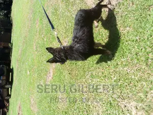 3-6 months Male Purebred German Shepherd