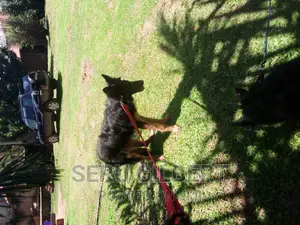 3-6 months Female Purebred German Shepherd