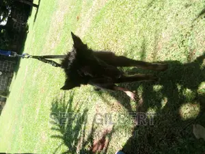 3-6 months Male Purebred German Shepherd