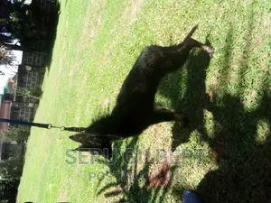 3-6 months Female Purebred German Shepherd