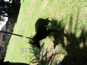 1-3 months Female Purebred German Shepherd