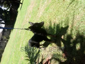 6-12 months Female Purebred German Shepherd