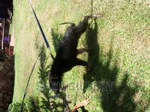 3-6 months Female Purebred German Shepherd