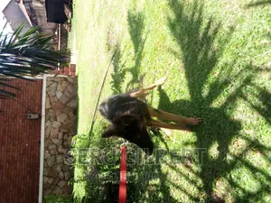 3-6 months Male Purebred German Shepherd
