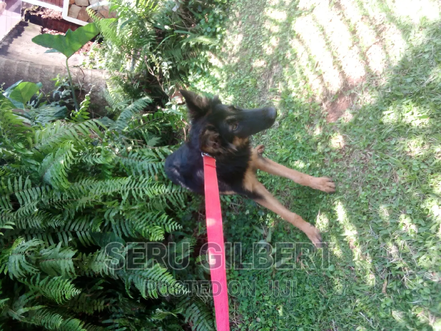 3-6 months Female Purebred German Shepherd