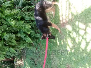 1-3 months Male Purebred German Shepherd