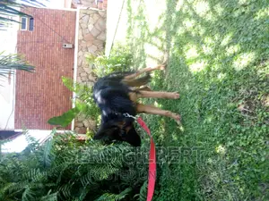 1-3 months Male Purebred German Shepherd