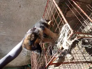 1-3 months Male Purebred German Shepherd