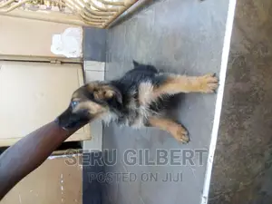 1-3 months Male Purebred German Shepherd